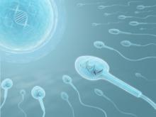 Lésions testiculaires, réduction de la fertilité, quelques études avaient déjà alerté sur les effets éventuels de la maladie COVID sur la fertilité chez les hommes (Visuel Adobe Stock 4039570)