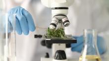 Et si le cannabidiol (CBD) pouvait également cibler les mécanismes pro-inflammatoires et réduire la neuroinflammation ? (Visuel Adobe Stock 606696934)