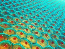 Les cellules exercent des forces sur les tissus et les organes pour, en quelque sorte, modeler les structures biologiques. Les cellules exercent des forces sur les tissus et les organes pour, en quelque sorte, modeler les structures biologiques.