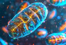 Comment une mutation mitochondriale modifie la fonction immunitaire au point d’induire des troubles systémiques après le déclenchement de la réponse immunitaire, pouvant favoriser le développement de septicémies (Visuel Adobe Stock 799964528) Comment une mutation mitochondriale modifie la fonction immunitaire au point d’induire des troubles systémiques après le déclenchement de la réponse immunitaire, pouvant favoriser le développement de septicémies (Visuel Adobe Stock 799964528)