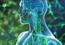 Cette équipe de neurologues décrypte un peu plus avant le rôle clé du système d'élimination des déchets du cerveau, dans la santé cérébrale et cognitive (Visuel Adobe Stock 862650484) Cette équipe de neurologues décrypte un peu plus avant le rôle clé du système d'élimination des déchets du cerveau, dans la santé cérébrale et cognitive (Visuel Adobe Stock 862650484)