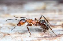 Les analogues de la solénopsine pourraient favoriser la restauration complète de la barrière de la peau 