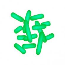 Certaines bactéries bénéfiques du microbiome contribuent à la réponse au traitement des cancers