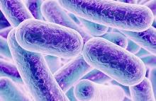 Ces « microbes graisseux » car ils produisent tellement de lipides qu’ils en perdent constamment de minuscules vésicules de lipides à double effet sur les vaisseaux sanguins
