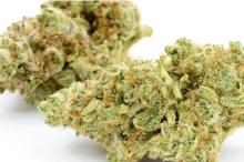 Si les cannabinoïdes ne réduisent pas l'intensité de la douleur, ils permettent de la rendre moins désagréable et plus tolérable. Si les cannabinoïdes ne réduisent pas l'intensité de la douleur, ils permettent de la rendre moins désagréable et plus tolérable.