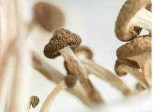 Les effets de la psilocybine, le composé psychoactif présent dans les « champignons magiques » semblent bénéfiques chez les patients souffrant de dépression Les effets de la psilocybine, le composé psychoactif présent dans les « champignons magiques » semblent bénéfiques chez les patients souffrant de dépression