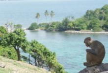 Lorsqu’ils sont stressés, les singes se grattent 