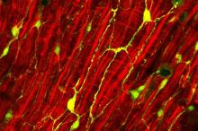 L'étude apporte des preuves cellulaires, moléculaires et génétiques de l’activité antibactérienne de ces neuropeptides
