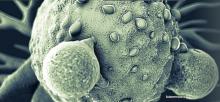 HIPP cible CtBP déclenche le développement de cellules souches cancéreuses, qui sont à l’origine des polypes HIPP cible CtBP déclenche le développement de cellules souches cancéreuses, qui sont à l’origine des polypes