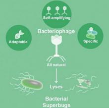 Les phages sont-ils notre meilleur espoir contre les bactéries résistantes aux antibiotiques ? 
